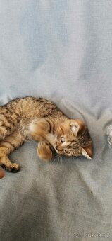 Tří měsíční koťata - 2