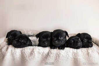 Staffordshire bullterier s pp FCI - 2