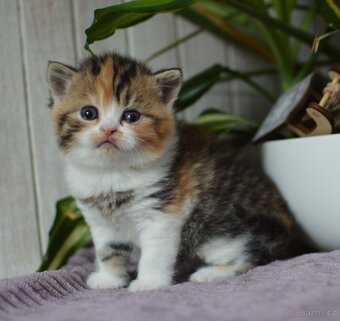 Britská krátkosrstá kočka s PP - 2