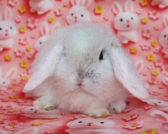 Zakrslý beránek NHD samička - 2