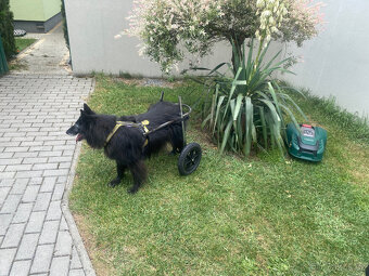 Invalidní vozík pro psa - 2