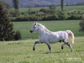 Welsh mountain pony-připouštění - 2