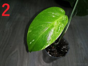 2.Monstera Deliciosa Albo variegata - 2