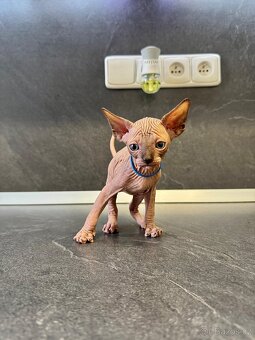 Sphynx - 2