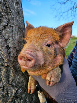 KUNE KUNE novozélandské pastevní prasátko - 2