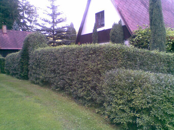Ptačí zob, ligustrum na živý plot, sazenice - 2