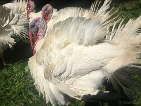 PRODÁM ZABITÁ A ZAMRAZENÁ SELATA A KRŮTY NA GRIL - 2