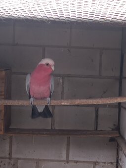 Prodám kakadu růžový agapornis škraboškový - 2