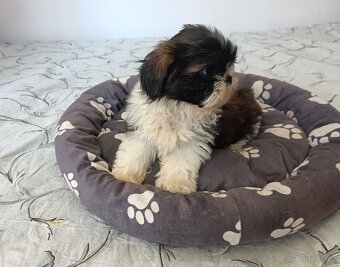 Shih - tzu - prodám štěňata bez pp - 2