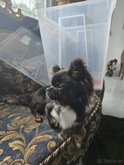 Čivava na krytí - 2