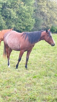 Quarter horse klisna - 2