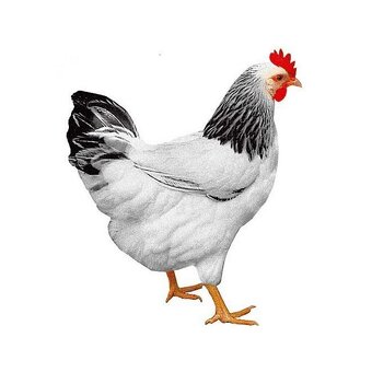 Kuřice Kuřičky kuřátka kuřata - 2