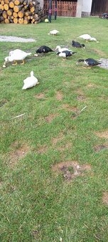 Kachny pižmové - 2