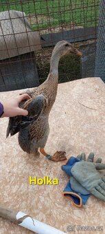 Indický běžec - 2