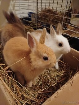 Zakrslí králík - 2