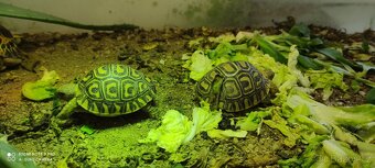 Želva pardálí - 2