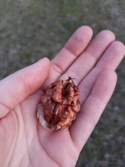 Vlašské ořechy - 2