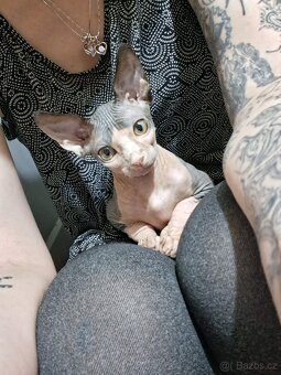 Prodám kotě sphynx - 2