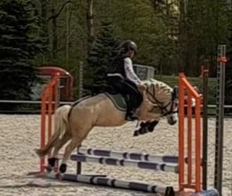 Pony S klisna 9 let 114 KVH – drezura/parkur/ZZVJ/výstavy/le - 2