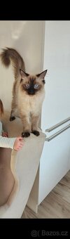 Kočička ragdoll - 2