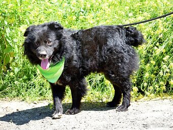 TICEAS K ADOPCI- 3 ROKY,TULÍCÍ ČERTÍK,HODNÝ,KLIDNÝ - 2