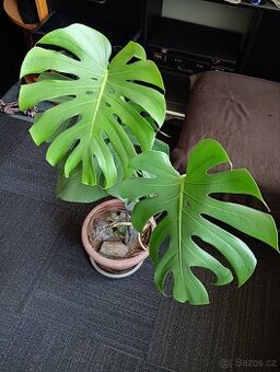 Monstera 100cm - 2