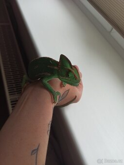 Chameleon Jemenský - 2