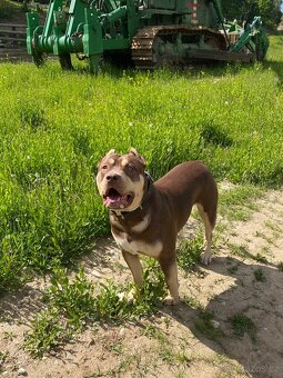 American bully XL - 2