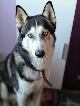 Sibiřský husky čistokrevný - 2