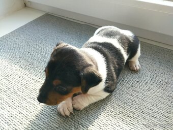 Jack Russell Teriér šteniatka - 2
