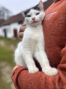 Darujeme koťata - 2