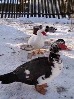 Pižmová kachna - 2