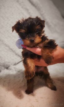 Prodám yorkšírský teriér - 2
