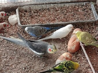 Prodej andulek a korel. - 2