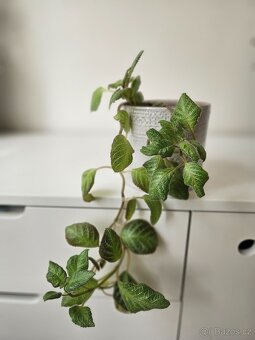 Episcia cupreata - 2