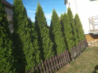 Thuje - 8 kusů - 2