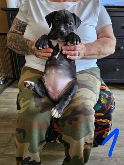 Štěňátka Pitbulla prodám - 2