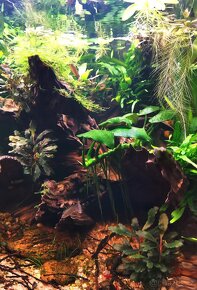 Danio margitatus/ Danio Perlové - 2