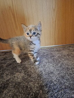 Ragdoll - 2
