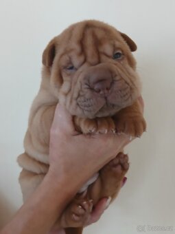 Sharpei,šarpej stěně s PP - 2