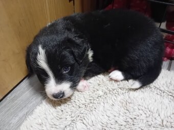 PES TYP BORDER COLLIE NA PRODEJ - 2