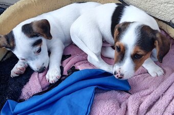❤️Jack russel teriér❤️ - 2