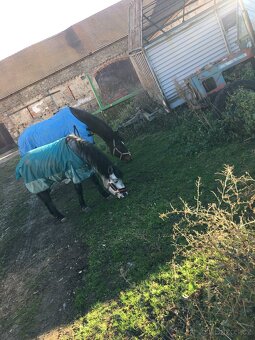 Pony kobylka - 2