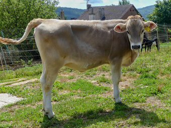 REZERVACE - Jalovička Brown Swiss - 2