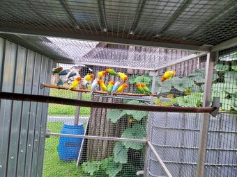 Prodám letošní mladé kroužkované agapornis fischeri - 2