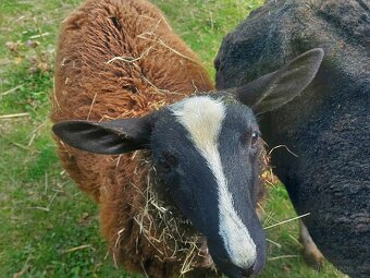 Beran zwartbles - 2