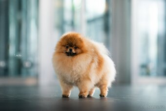 Pomeranian s PP k rezervaci - 2