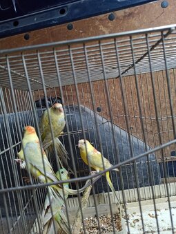 Papoušek zpěvavý - 2