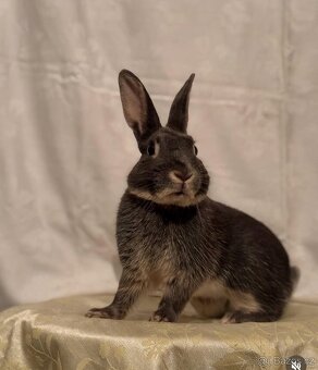 sportovní králík s pp - Simba - 2