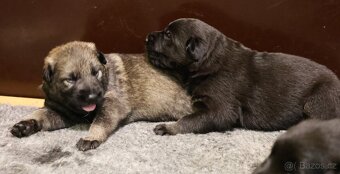 Německý ovčák štěňata s PP - 2